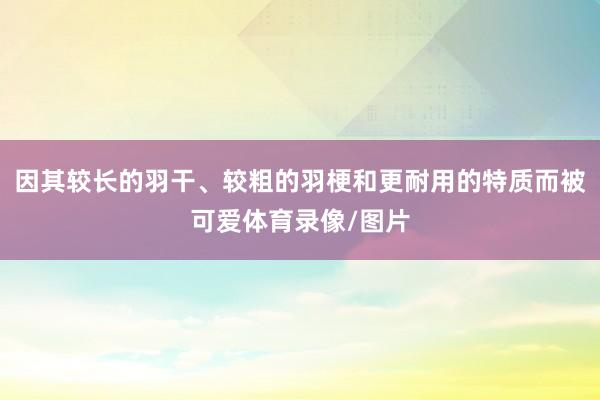 因其较长的羽干、较粗的羽梗和更耐用的特质而被可爱体育录像/图片